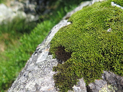 Moss, vuoret, Rock, Metsä, Slovakia, Vaellus, Luonto