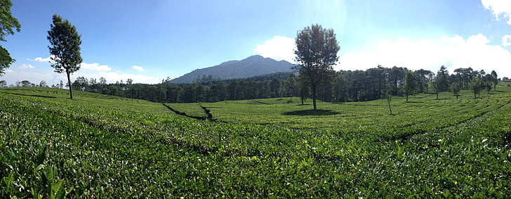 piantagione di tè Panoramica, Bandung, Indonesia, natura, montagna, albero, collina