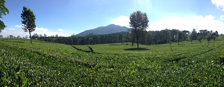 panoramisch thee plantage, Bandung, Indonesië, natuur, berg, boom, heuvel