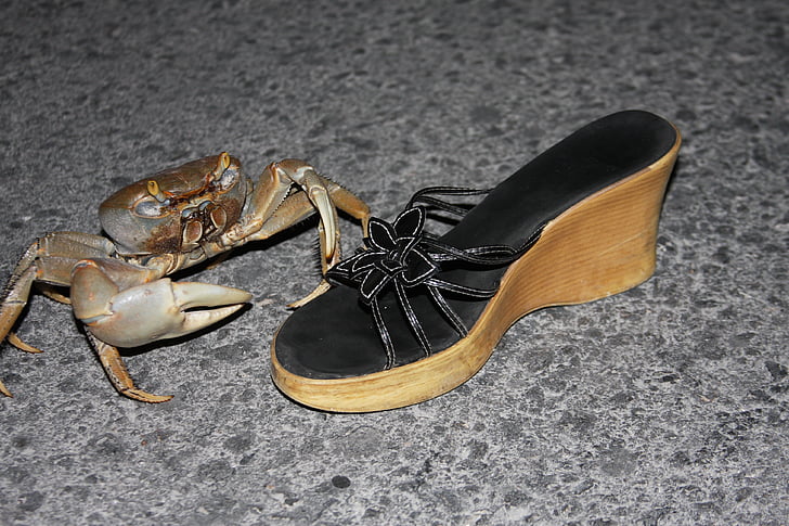 crabe, drôle, faune, Resort, griffe, rive, faune