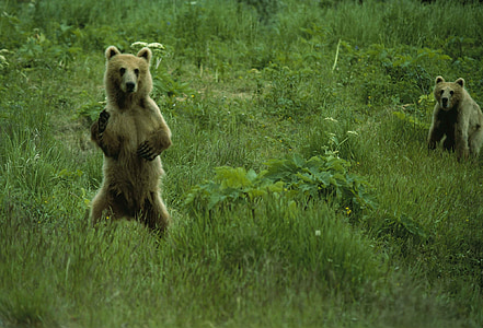brunbjörn, vilda djur, naturen, vilda, rovdjur, Ursus middendorffi, stående