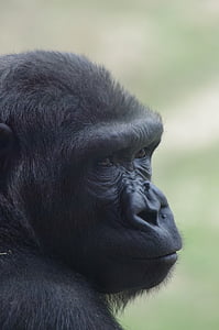 Gorilla, Philadelphia, állatkert, állat, prímás, emberszabású majom, fej
