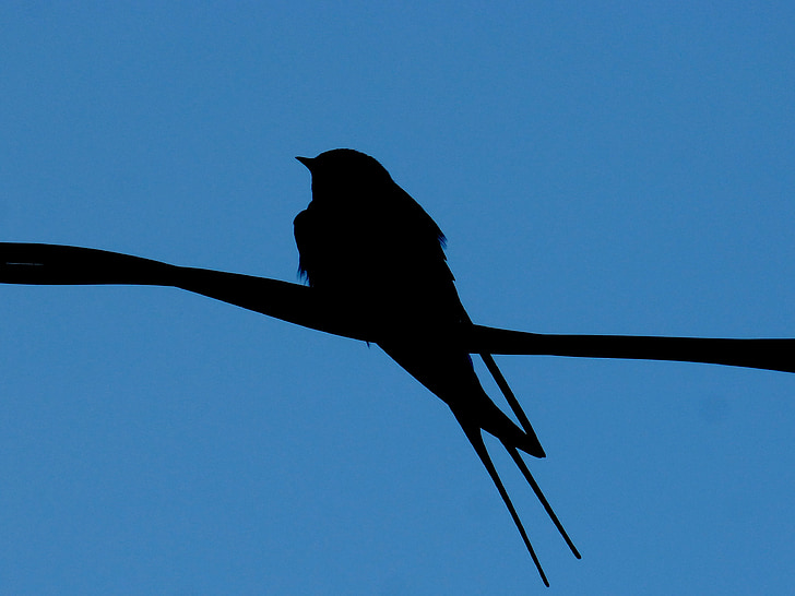 swallow, cable, backlight, silhouette