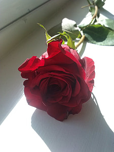 červená, růže, Romantika