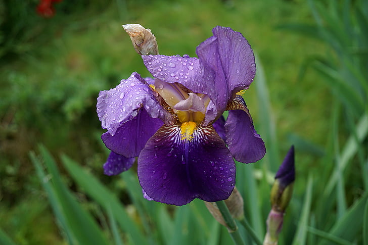 Iris, cvijet, plavo cvijeće, priroda, latice, flore, Botanika