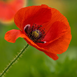 flor, Rosella, Mildura, vermell, natura, interior, Austràlia