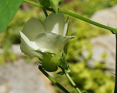 cotton flower opening, cotton, flower, blossom, bloom, plant, cotton plant