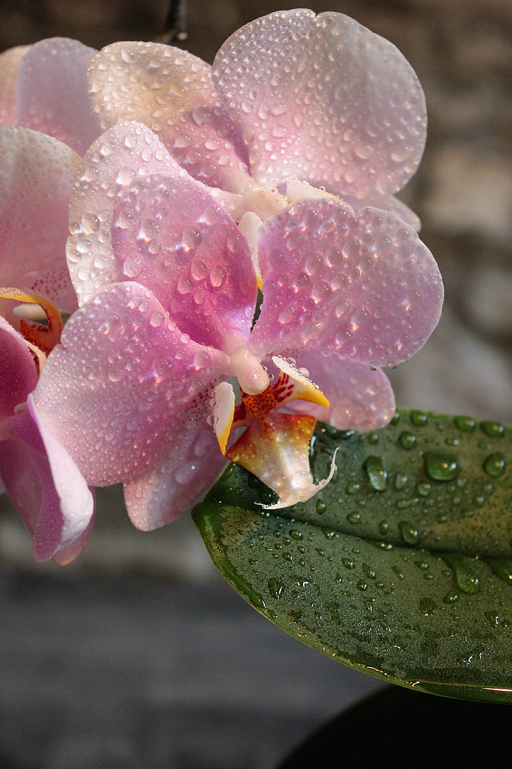 orquídia, flors, Rosa, bonica
