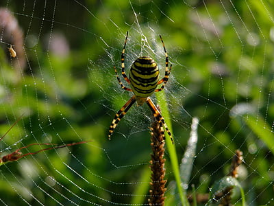 nature, meadow, spider, spider web, one animal, survival, web