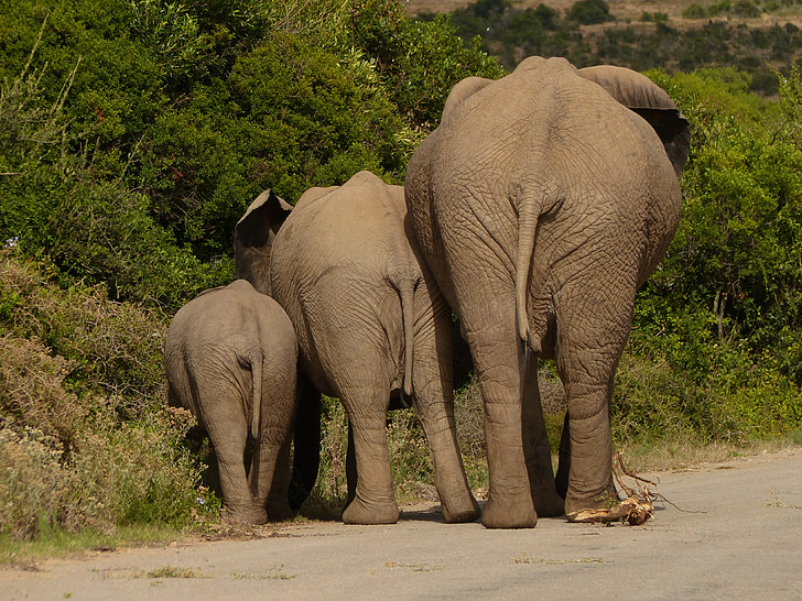 ช้าง, ลำต้น, ซาฟารี, แอฟริกาใต้, มุมมองด้านหลัง, อุทยานแห่งชาติ, สาม