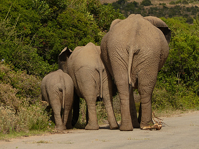 elefant, TJOCKHUDING, Safari, Sydafrika, bakifrån, nationalparken, tre