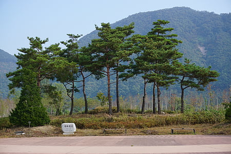 Park, Chuncheon, nami, jaraseom, Kórea, Kórejská republika, drevo