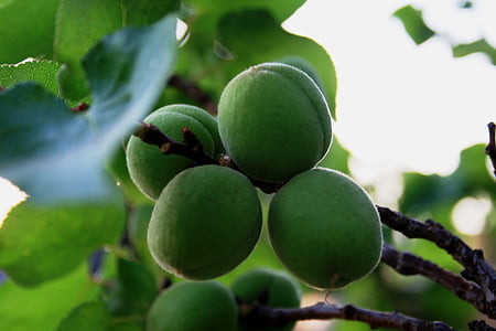 fruit, young, green, swollen, round, branch, spring
