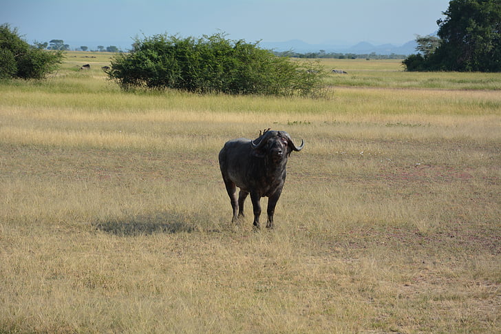 buffles d’eau, l’Afrique, Serengeti, Parc national, Parc du Serengeti, Tanzanie, réserve faunique