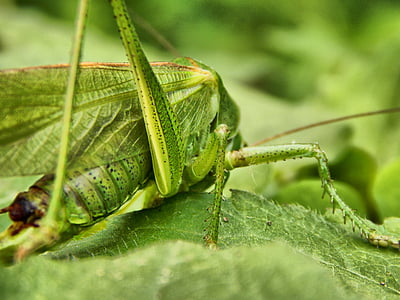 grasshopper, insect, antennae, wood, brown, nature, macro