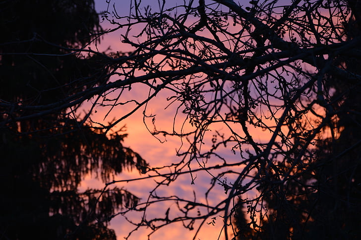 posluminiscencia, bosque, puesta de sol, cielo de la tarde, resplandor, humor del tiempo, árbol