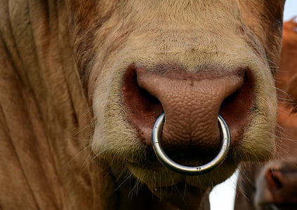 bull, nose ring, snout, animal, mammal, close, agriculture