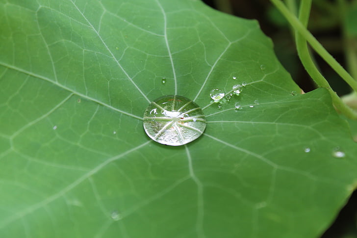 Drip, Leaf, kvapky vody, dážď, Zelená, dewdrop, dažďová kvapka