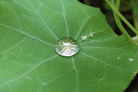 DROPP, Leaf, droppe vatten, regn, grön, Dewdrop, regndroppe