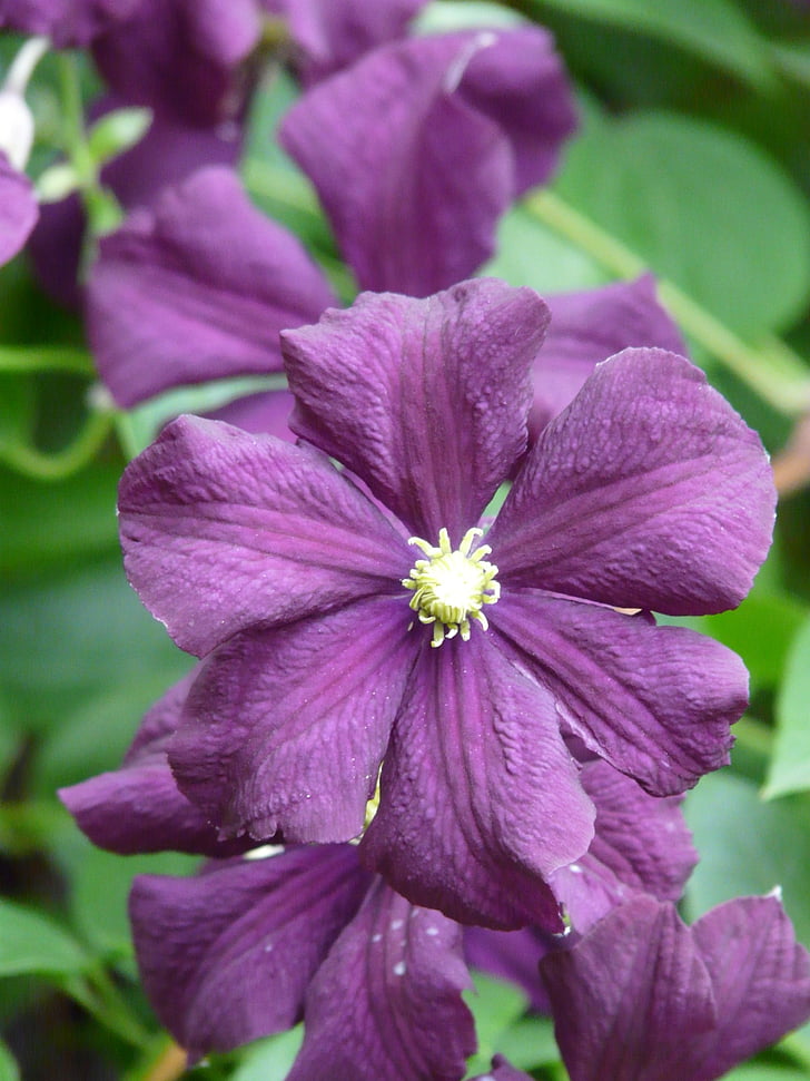 clematis, flower, flora, plant, bloom, purple, dark purple
