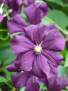 Clematis, flor, flora, planta, floración, púrpura, púrpura oscuro