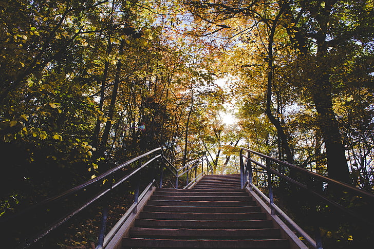 apačioje, Rodyti, nuotrauka, laiptai, žalia, lapais, medžiai