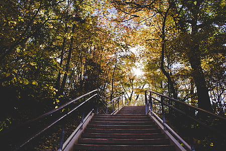 bas, vue, photo, escaliers, vert, feuilles, arbres