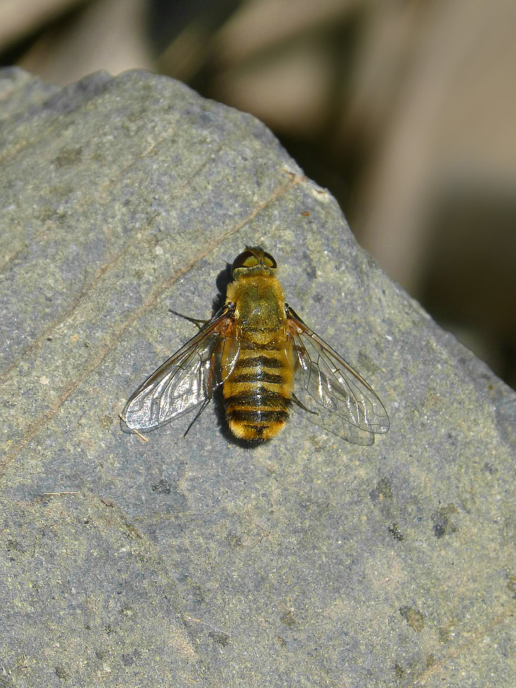 espècies d'abella, insecte, Roca, detall
