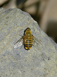 especie de abeja, insectos, roca, detalle