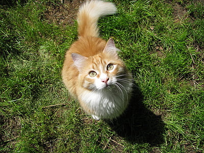 con mèo, màu đỏ, vật nuôi, Maine, gấu trúc, Sân vườn, màu xanh lá cây