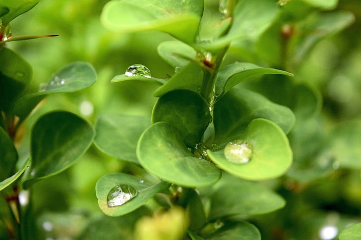 drops of water, green, plant, rain, raindrops