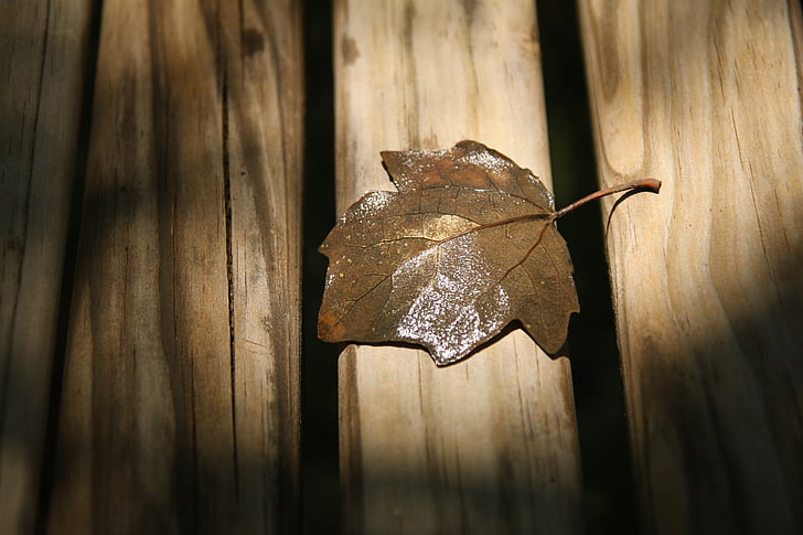 hoja de otoño, Close-up, hoja seca, madera dura, hoja, de la madera, hoja del arce