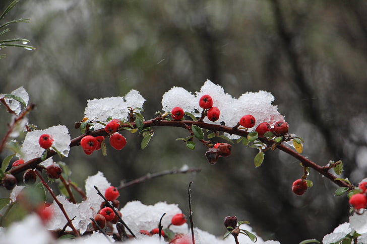 Příroda, estetické, ovoce, pobočky, červená, chlad, sníh