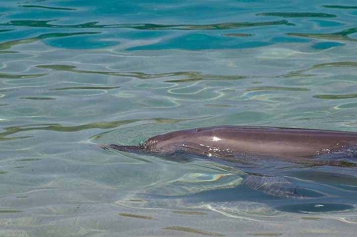 Dolphin, vatten, simning, glänsande, däggdjur, fisk