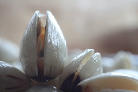almejas, Close-up, macro, conchas marinas, naturaleza