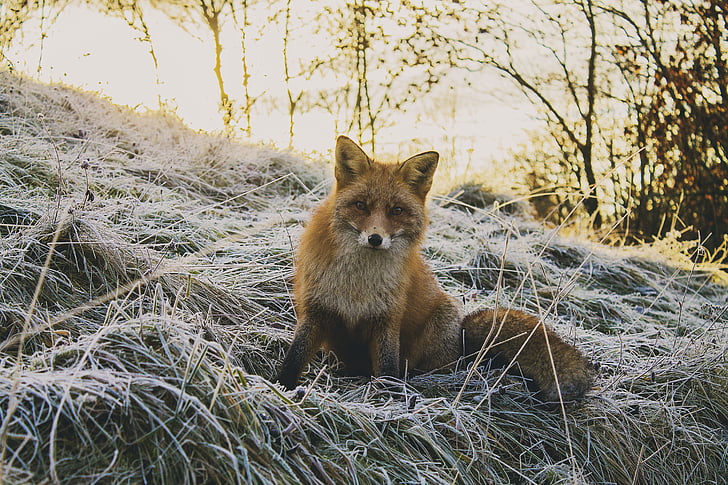 red, fox, grass, field, animal, forest, nature