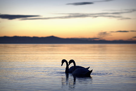summer, summer holiday, swans, swan, back light, lake, lake constance
