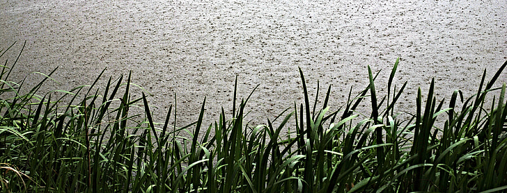 Regen, Regentropfen, mittels einer Wasserwaage, Es regnet, Schilf, Teich