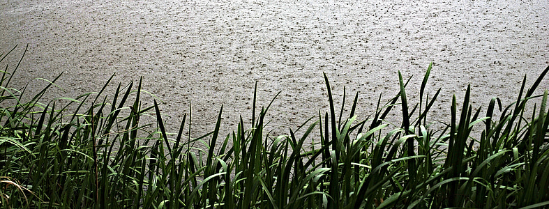 雨, 雨滴, 水レベル, 雨が降っています, 葦, 池