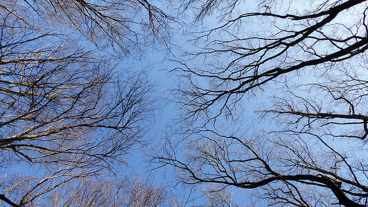 sky, trees, branch, blue, crown