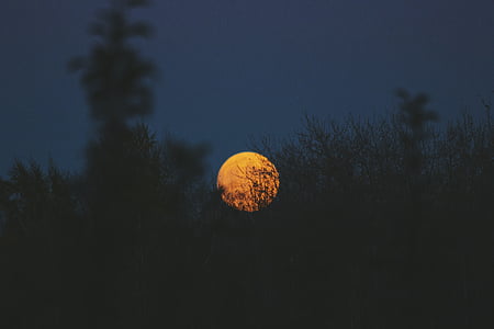 Фото, деревья, Луна, ночь, время, Закат, дерево