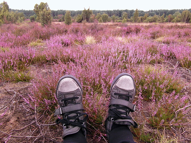 Sepatu, kaki, istirahat, Heide, Heather, Agustus, Lüneburg