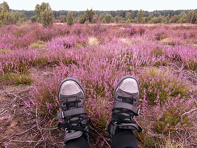 pantofi, picioare, pauză, Heide, Heather, august, Lüneburg