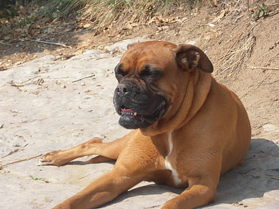 boxer, dog, animal, pets, canine, cute, brown