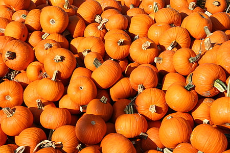 abóboras, dia das bruxas, Outono, abóbora de Halloween, férias, laranja, Outono