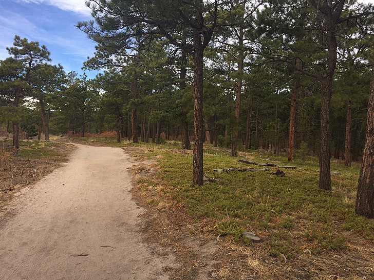 trees, path, nature