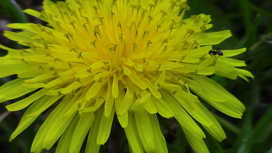 blomma, gul, naturliga, insekter, gula blommor