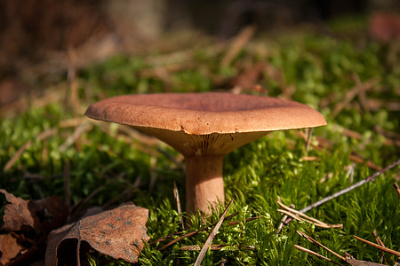 mushrooms, forest, autumn, bronze, litter, dogs, olszówka