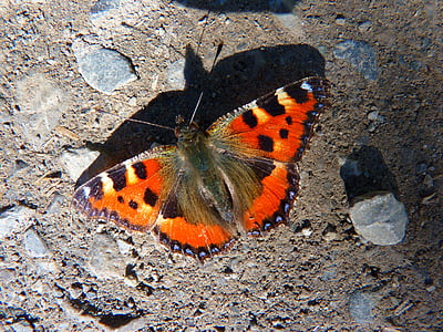mariposa, pequeño zorro, colorido, naranja, animal, Color
