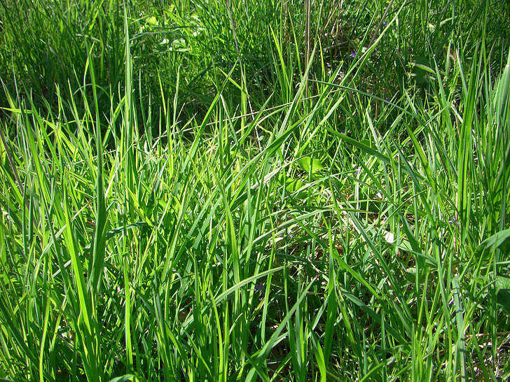 trava, travnik, bilko, narave, trave, zelena barva, ozadja